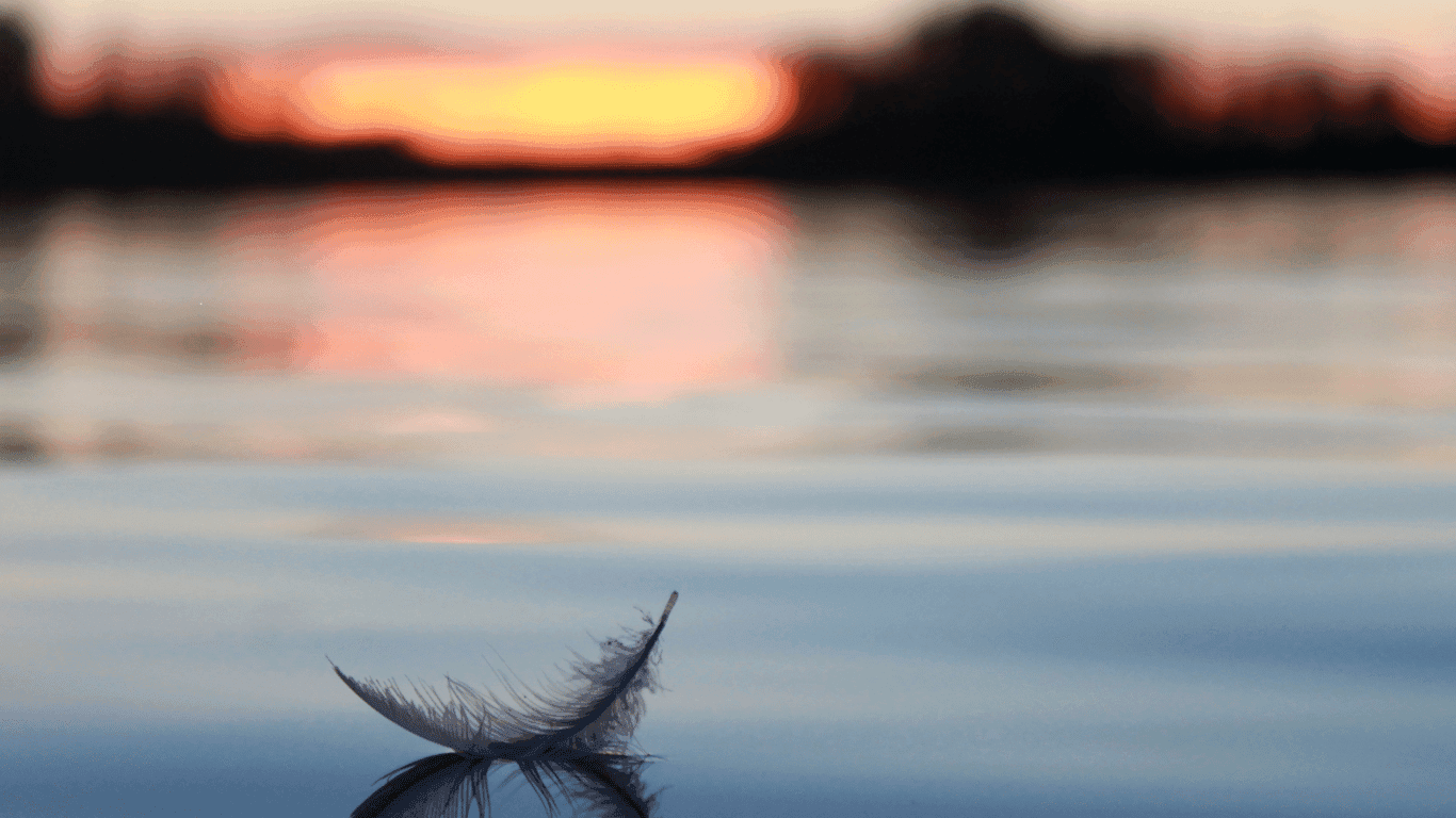 Lugnt vatten med en fjäder på ytan och solnedgång